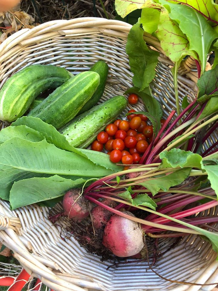 Gia đình 7 người trồng rau quả, nuôi gà sạch, sống yên bình ở ngoại ô - Hình 9 Gia dinh 7 nguoi trong rau qua, nuoi ga sach, song yen binh o ngoai o-Hinh-9