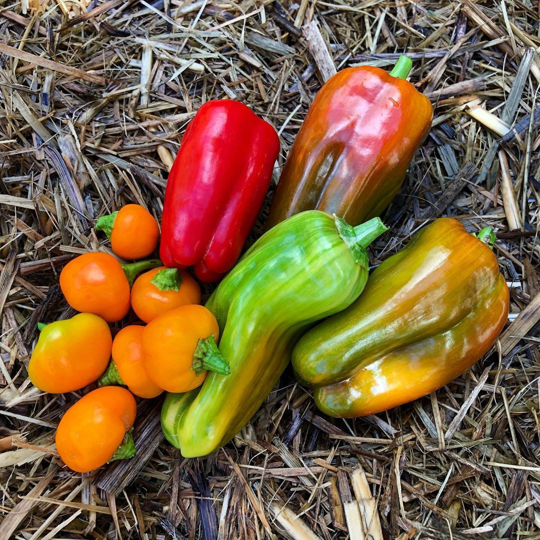 Gia đình 7 người trồng rau quả, nuôi gà sạch, sống yên bình ở ngoại ô - Hình 14 Gia dinh 7 nguoi trong rau qua, nuoi ga sach, song yen binh o ngoai o-Hinh-14