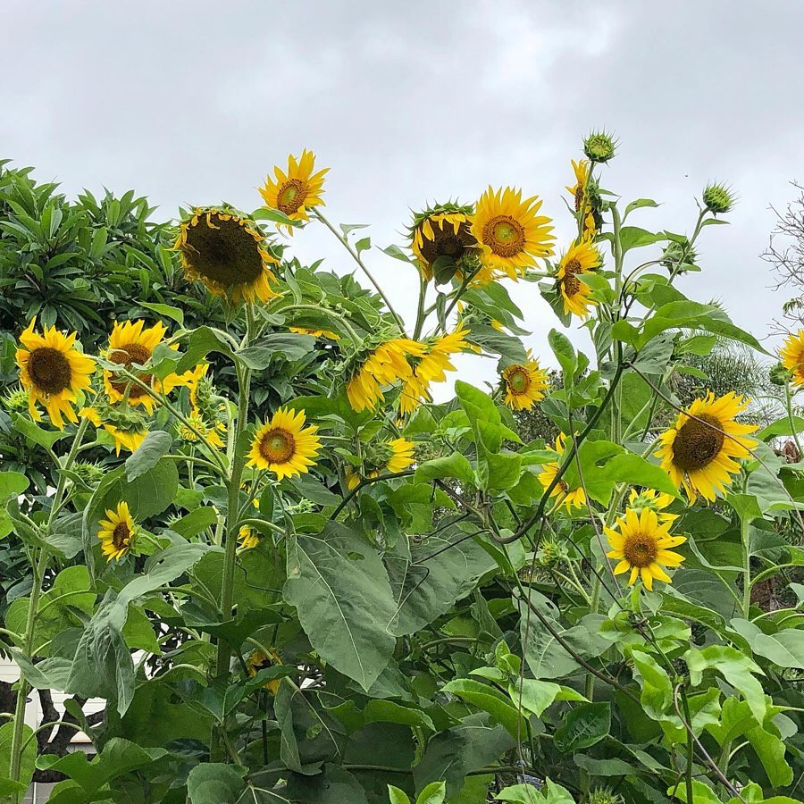 Gia đình 7 người trồng rau quả, nuôi gà sạch, sống yên bình ở ngoại ô Gia dinh 7 nguoi trong rau qua, nuoi ga sach, song yen binh o ngoai o