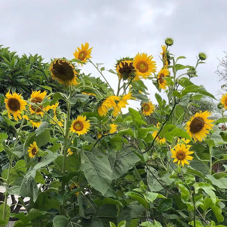 Gia dinh 7 nguoi trong rau qua, nuoi ga sach, song yen binh o ngoai o