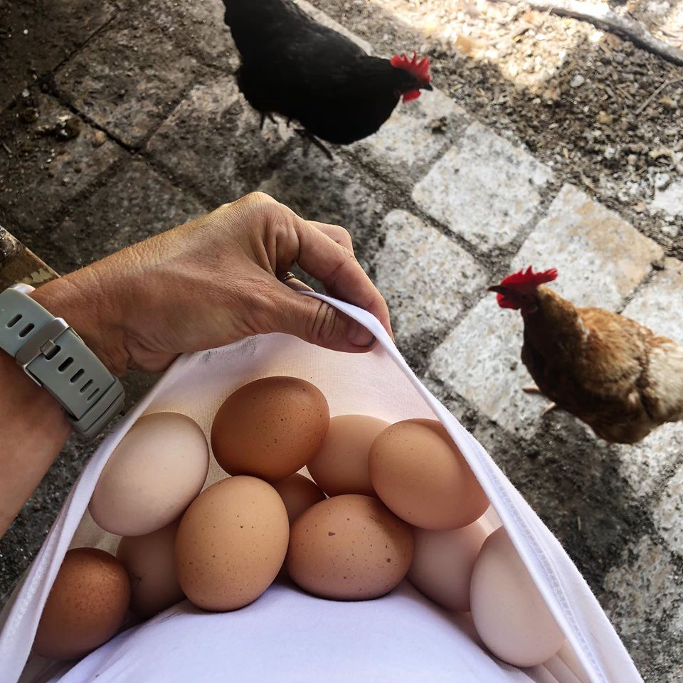 Gia đình 7 người trồng rau quả, nuôi gà sạch, sống yên bình ở ngoại ô - Hình 21 Gia dinh 7 nguoi trong rau qua, nuoi ga sach, song yen binh o ngoai o-Hinh-21