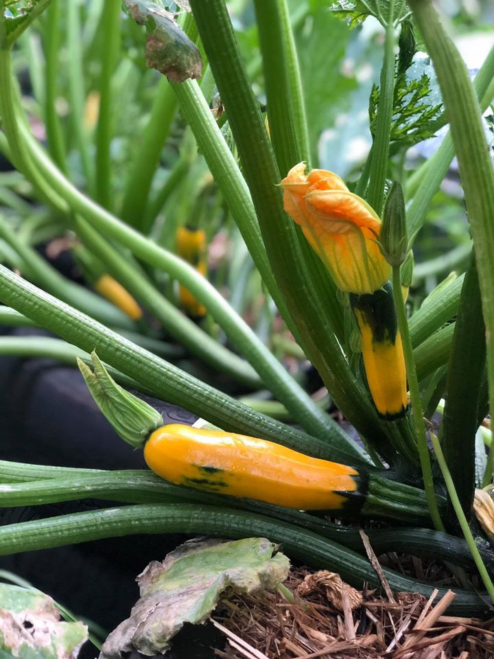 Gia đình 7 người trồng rau quả, nuôi gà sạch, sống yên bình ở ngoại ô - Hình 7 Gia dinh 7 nguoi trong rau qua, nuoi ga sach, song yen binh o ngoai o-Hinh-7