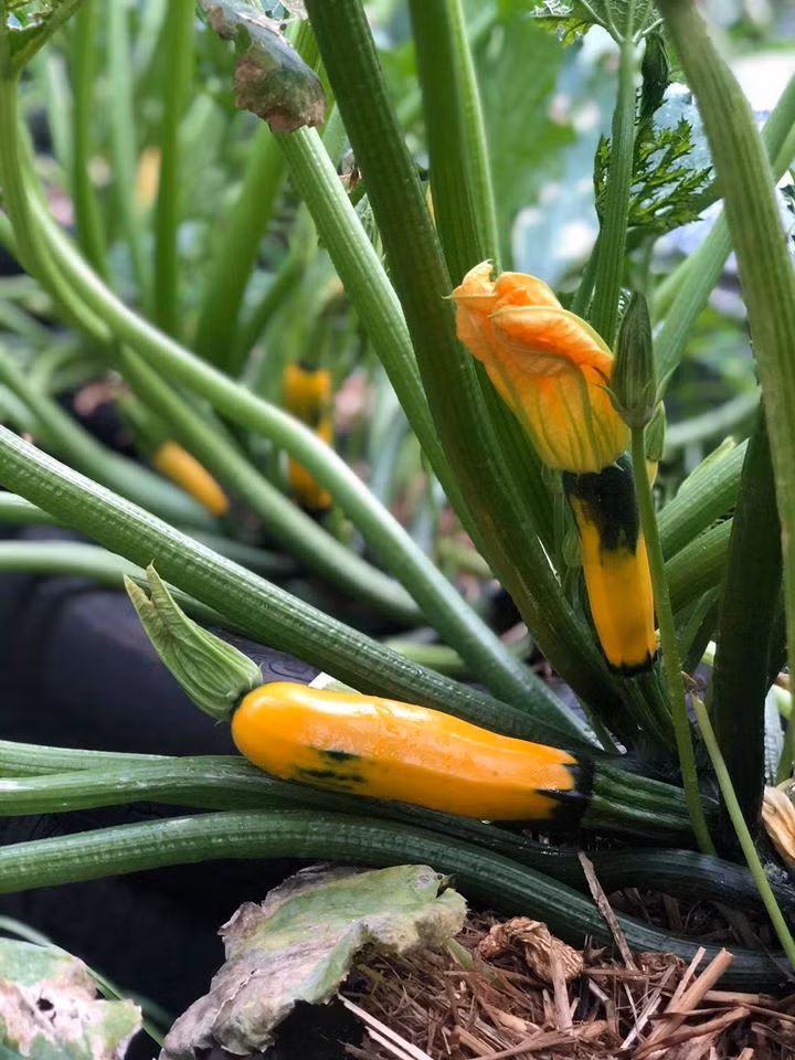 Gia dinh 7 nguoi trong rau qua, nuoi ga sach, song yen binh o ngoai o-Hinh-7