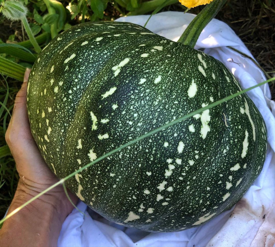 Gia đình 7 người trồng rau quả, nuôi gà sạch, sống yên bình ở ngoại ô - Hình 13 Gia dinh 7 nguoi trong rau qua, nuoi ga sach, song yen binh o ngoai o-Hinh-13