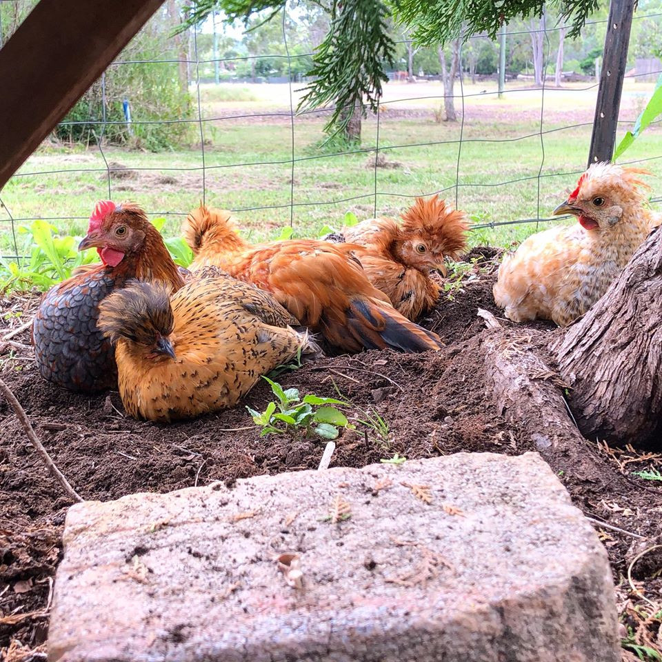 Gia đình 7 người trồng rau quả, nuôi gà sạch, sống yên bình ở ngoại ô - Hình 20 Gia dinh 7 nguoi trong rau qua, nuoi ga sach, song yen binh o ngoai o-Hinh-20