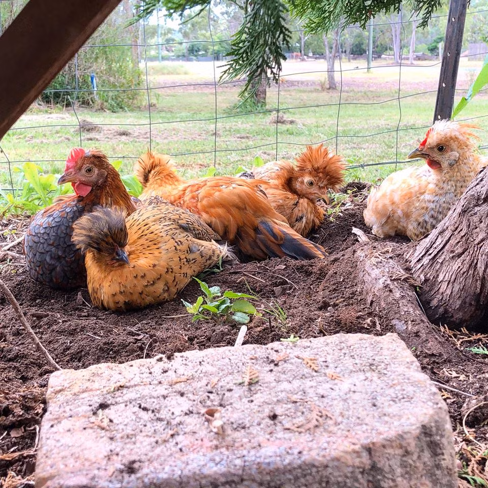 Gia dinh 7 nguoi trong rau qua, nuoi ga sach, song yen binh o ngoai o-Hinh-20