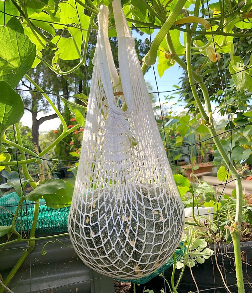 Gia đình 7 người trồng rau quả, nuôi gà sạch, sống yên bình ở ngoại ô - Hình 19 Gia dinh 7 nguoi trong rau qua, nuoi ga sach, song yen binh o ngoai o-Hinh-19