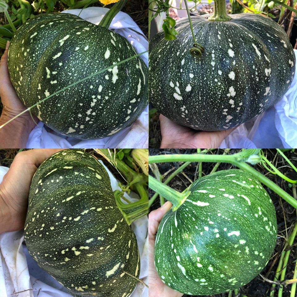 Gia đình 7 người trồng rau quả, nuôi gà sạch, sống yên bình ở ngoại ô - Hình 10 Gia dinh 7 nguoi trong rau qua, nuoi ga sach, song yen binh o ngoai o-Hinh-10