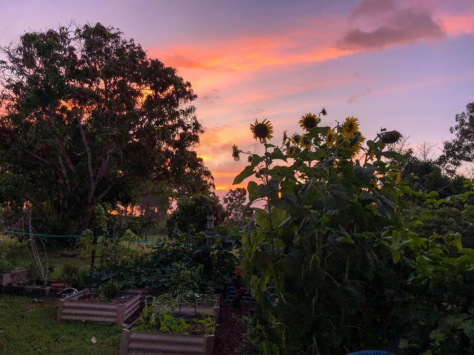 Gia đình 7 người trồng rau quả, nuôi gà sạch, sống yên bình ở ngoại ô - Hình 25 Gia dinh 7 nguoi trong rau qua, nuoi ga sach, song yen binh o ngoai o-Hinh-25