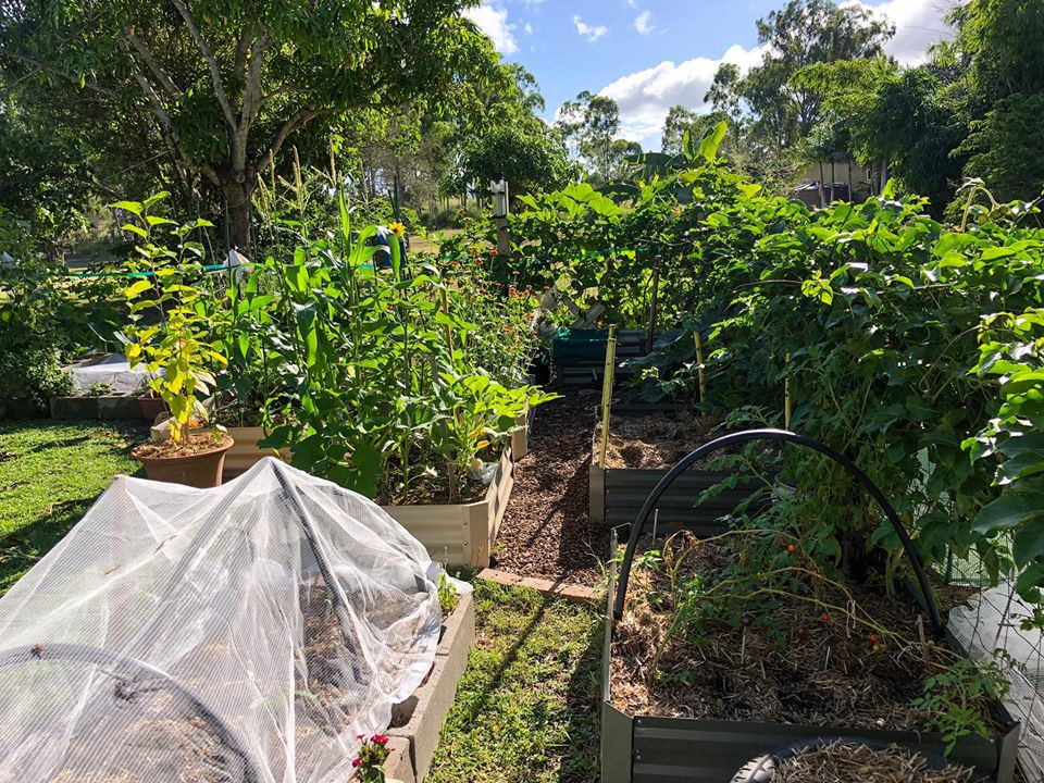 Gia đình 7 người trồng rau quả, nuôi gà sạch, sống yên bình ở ngoại ô - Hình 6 Gia dinh 7 nguoi trong rau qua, nuoi ga sach, song yen binh o ngoai o-Hinh-6