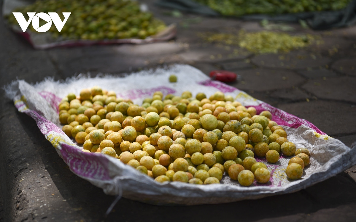 Không chỉ có các loài hoa đặc trưng của thủ đô ngàn năm văn hiến, mà tại đây ta còn được thưởng thức những món quà quê đặc trưng của thủ đô như cốm Vòng, bánh cốm đậu xanh, sấu, hồng…