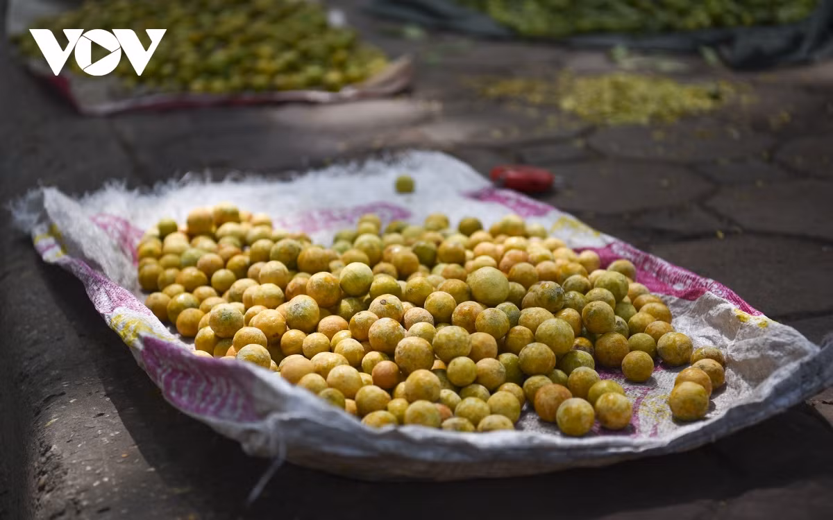 Không chỉ có các loài hoa đặc trưng của thủ đô ngàn năm văn hiến, mà tại đây ta còn được thưởng thức những món quà quê đặc trưng của thủ đô như cốm Vòng, bánh cốm đậu xanh, sấu, hồng…