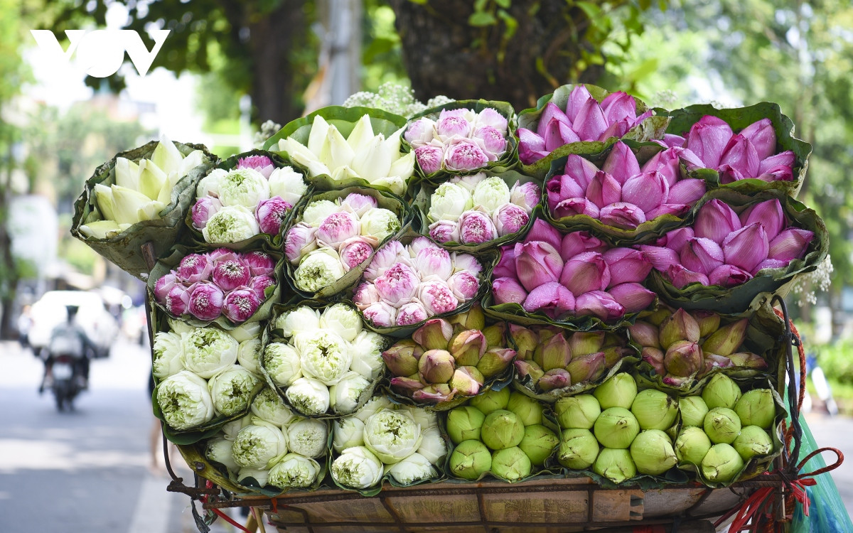 Trong những gánh hàng hoa ấy, những đóa sen hạ cuối mùa vẫn nổi bật và được nhiều người yêu thích, không có một xe hàng rong nào thiếu loại hoa này.