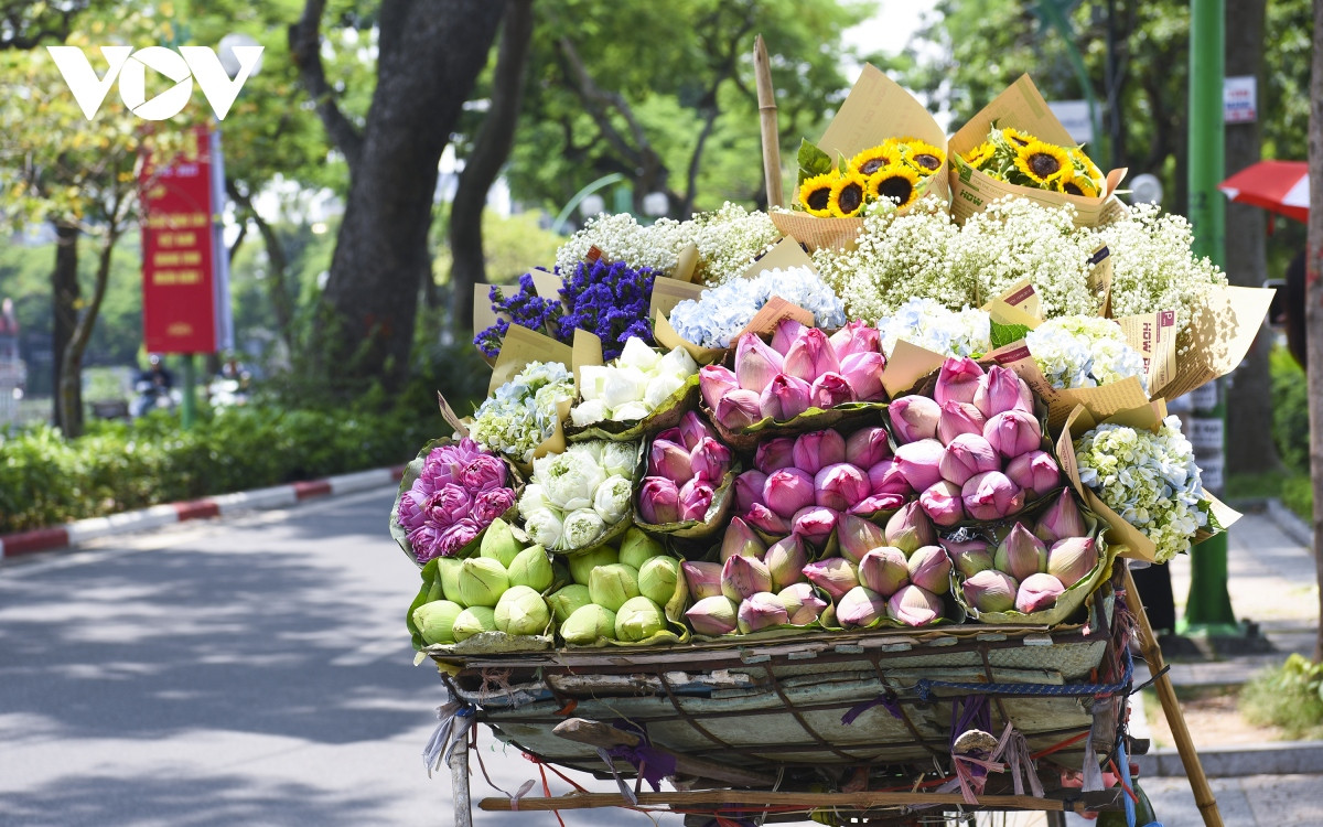 Hà Nội có 12 mùa hoa. Mỗi mùa mỗi vẻ, mỗi loài hoa có một vẻ đẹp riêng càng làm cho những con phố thêm rực rỡ sắc màu.