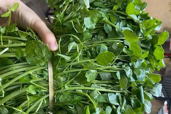 Nhung sieu thuc pham vua loi tieu hoa vua nuoi duong duong ruot