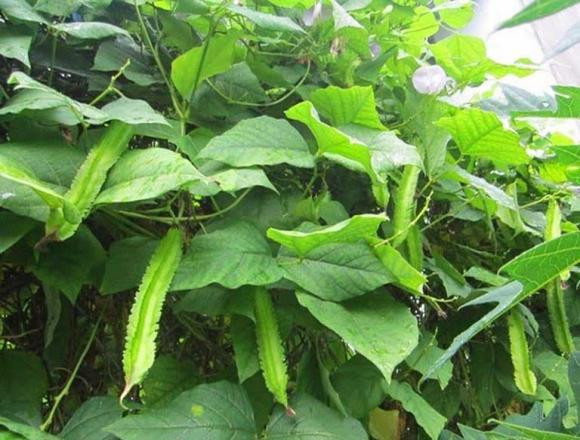 Loai qua duoc vi nhu 'vang xanh', ho tro dieu tri nhieu chung benh