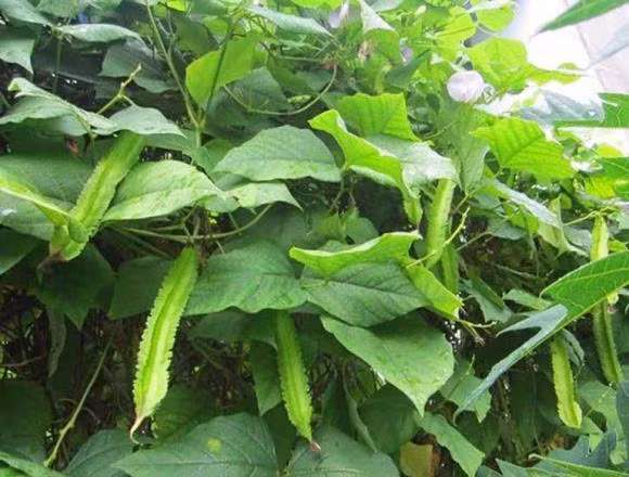 Loai qua duoc vi nhu 'vang xanh', ho tro dieu tri nhieu chung benh