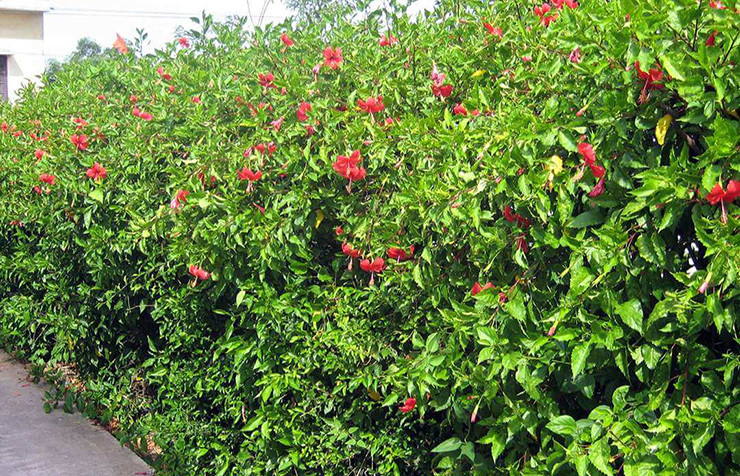 Hai loai cay truoc chi lam bo rao, gio “len doi” thanh rau dac san-Hinh-8