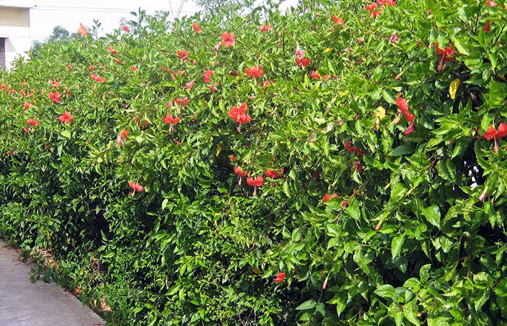 Hai loai cay truoc chi lam bo rao, gio “len doi” thanh rau dac san-Hinh-8