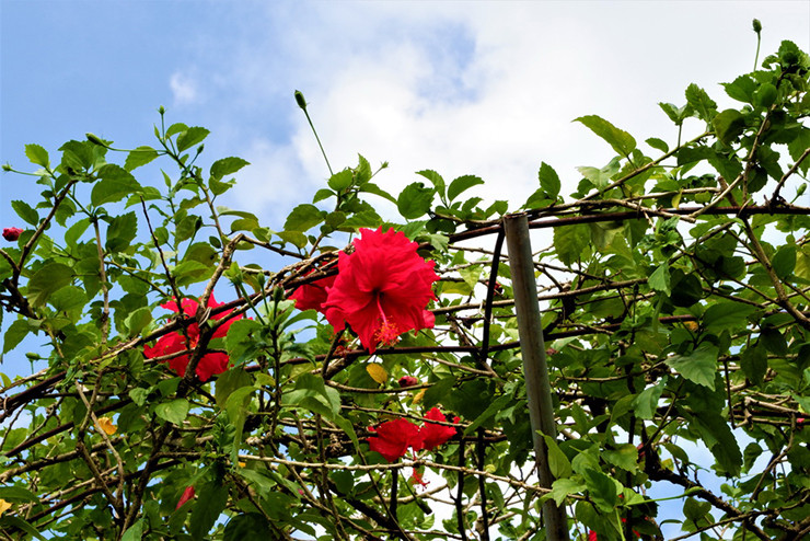 Hai loai cay truoc chi lam bo rao, gio “len doi” thanh rau dac san-Hinh-7