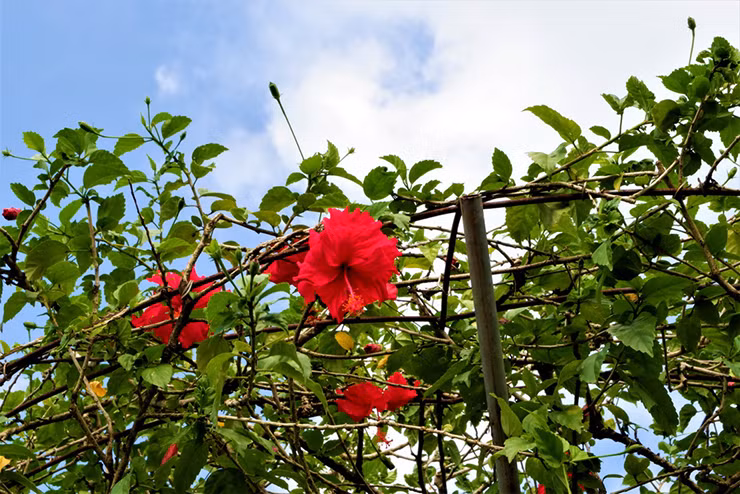 Hai loai cay truoc chi lam bo rao, gio “len doi” thanh rau dac san-Hinh-7