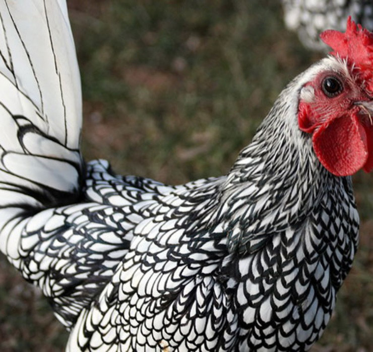 La: Nuoi ga “lai” ca, chi phi it ma thu ve bac trieu-Hinh-3