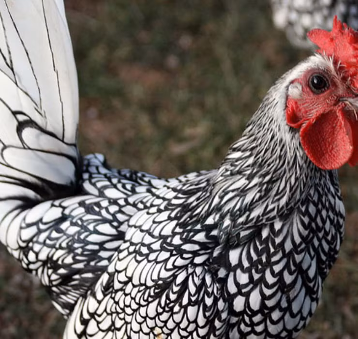 La: Nuoi ga “lai” ca, chi phi it ma thu ve bac trieu-Hinh-3