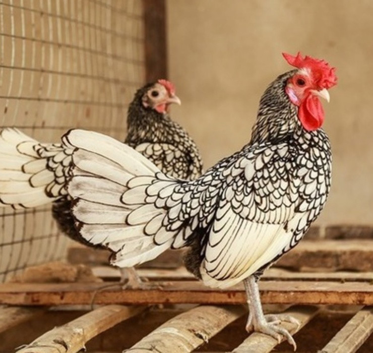 La: Nuoi ga “lai” ca, chi phi it ma thu ve bac trieu-Hinh-15