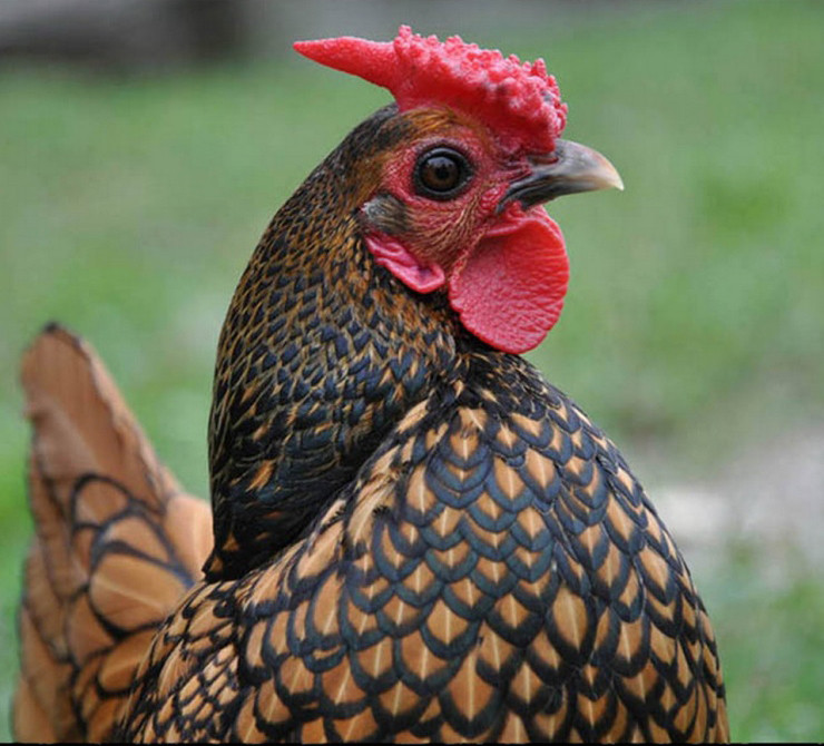 La: Nuoi ga “lai” ca, chi phi it ma thu ve bac trieu-Hinh-9