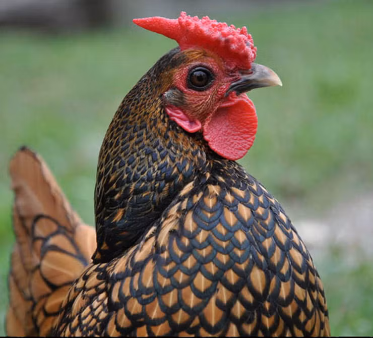 La: Nuoi ga “lai” ca, chi phi it ma thu ve bac trieu-Hinh-9