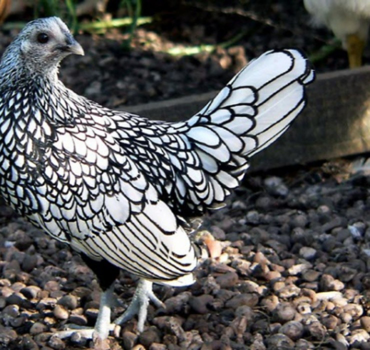 La: Nuoi ga “lai” ca, chi phi it ma thu ve bac trieu-Hinh-4