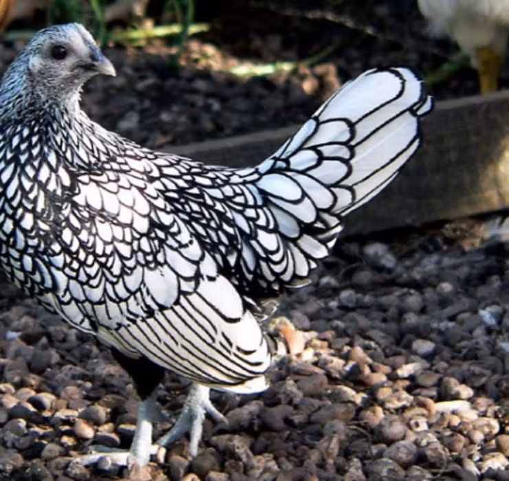 La: Nuoi ga “lai” ca, chi phi it ma thu ve bac trieu-Hinh-4