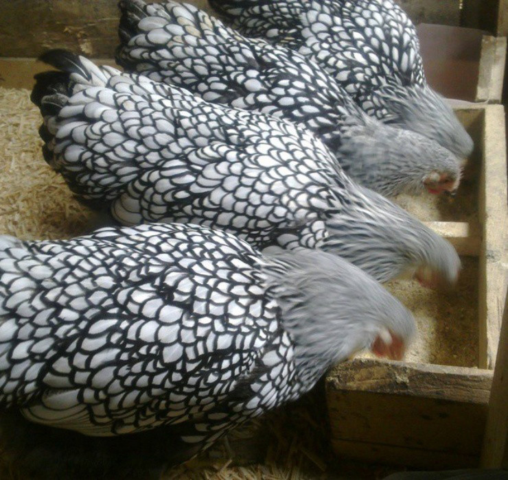 La: Nuoi ga “lai” ca, chi phi it ma thu ve bac trieu-Hinh-5