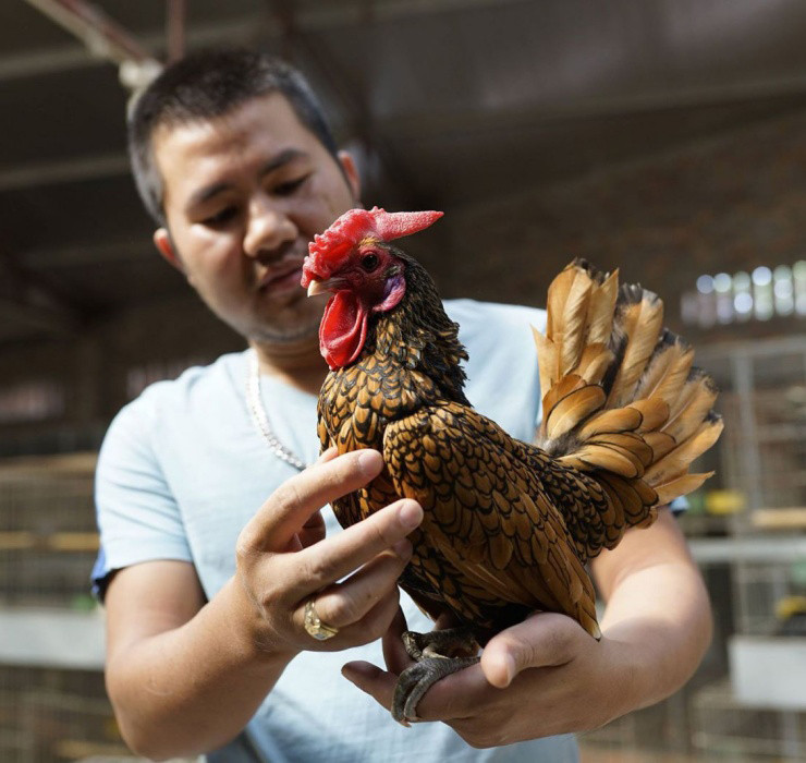 La: Nuoi ga “lai” ca, chi phi it ma thu ve bac trieu-Hinh-11