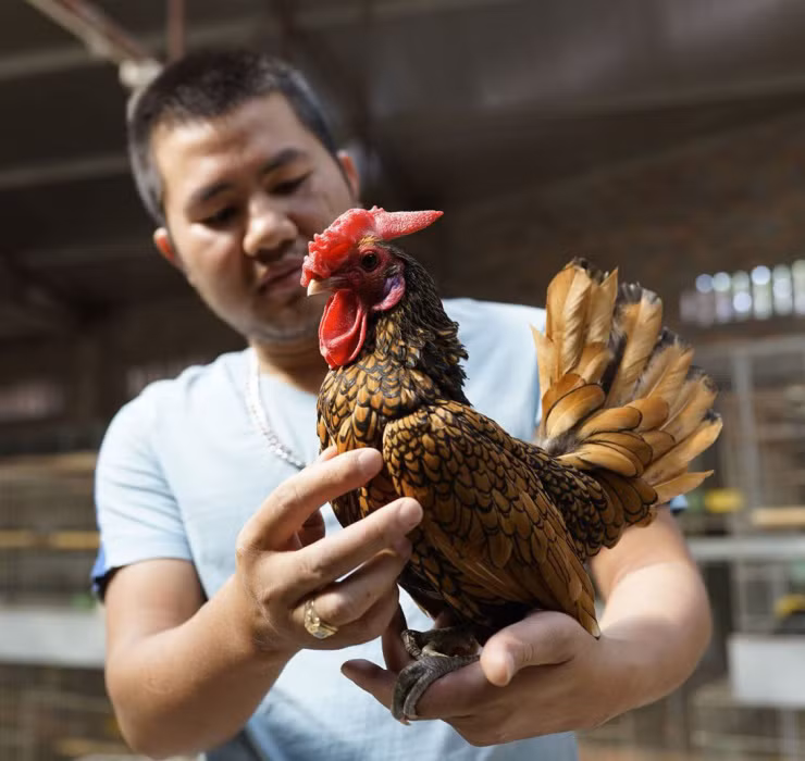 La: Nuoi ga “lai” ca, chi phi it ma thu ve bac trieu-Hinh-11
