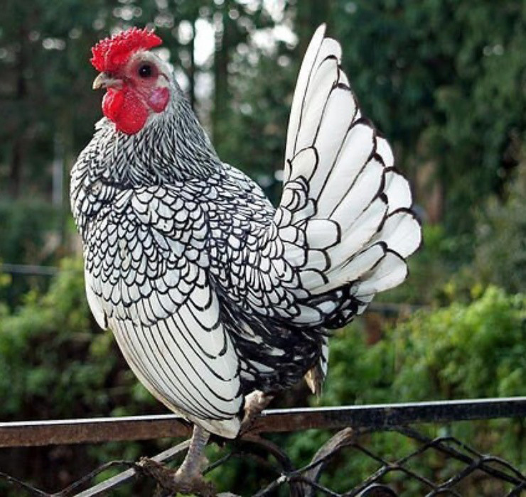 La: Nuoi ga “lai” ca, chi phi it ma thu ve bac trieu-Hinh-8