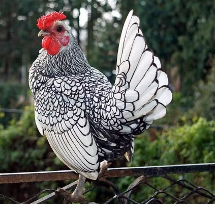 La: Nuoi ga “lai” ca, chi phi it ma thu ve bac trieu-Hinh-8