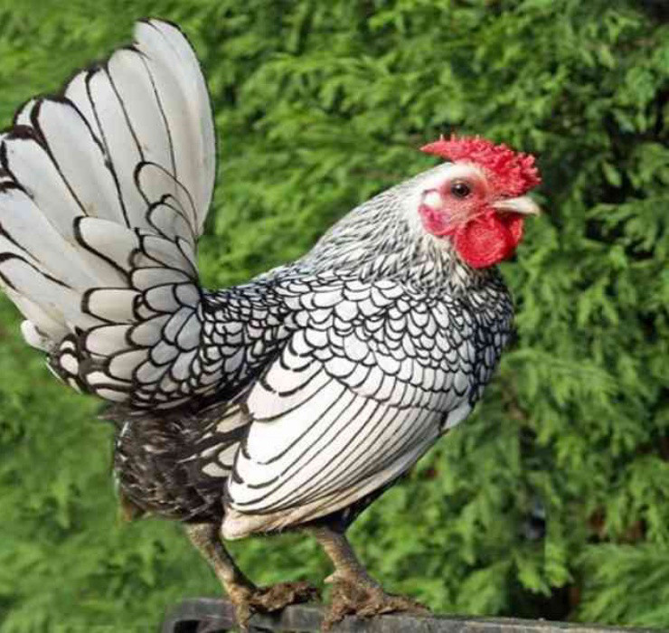 La: Nuoi ga “lai” ca, chi phi it ma thu ve bac trieu-Hinh-6