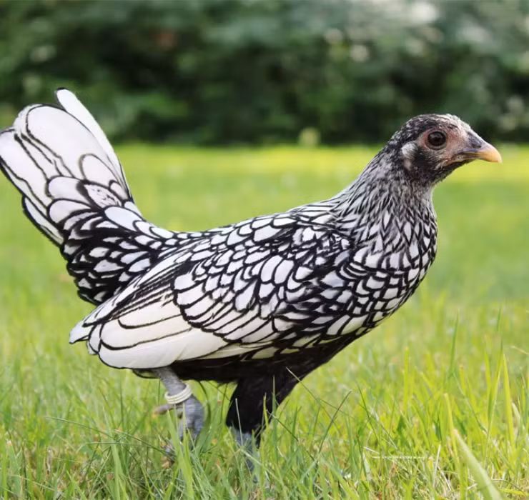 La: Nuoi ga “lai” ca, chi phi it ma thu ve bac trieu-Hinh-7