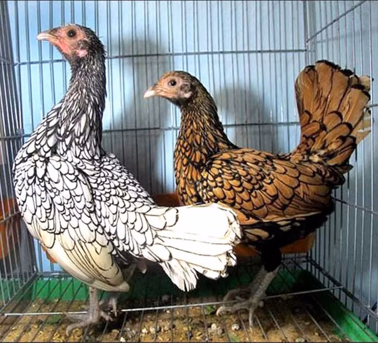 La: Nuoi ga “lai” ca, chi phi it ma thu ve bac trieu-Hinh-13