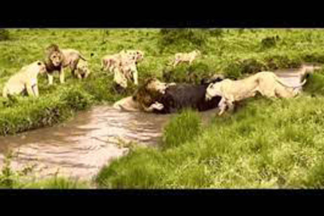 Trau rung nhay xuong nuoc va cai ket