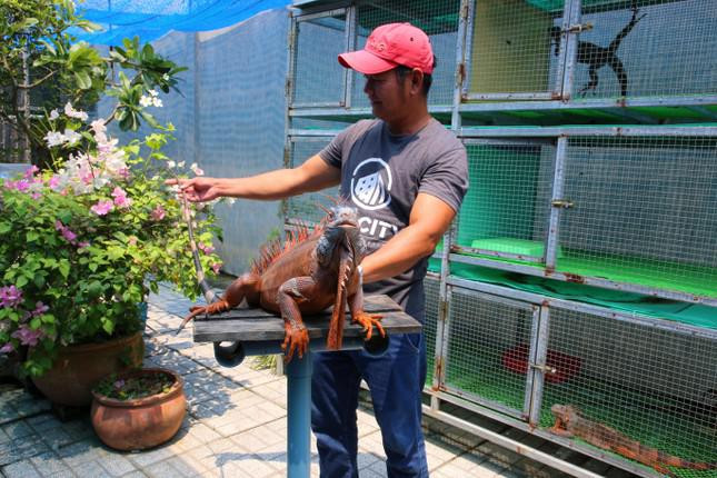 Theo anh Đạt, rồng Nam Mỹ trong trại nuôi của anh gồm nhiều giống khác nhau, trong đó đặc biệt có một số giống rồng Nam Mỹ đang thịnh hành ngoài thị trường.