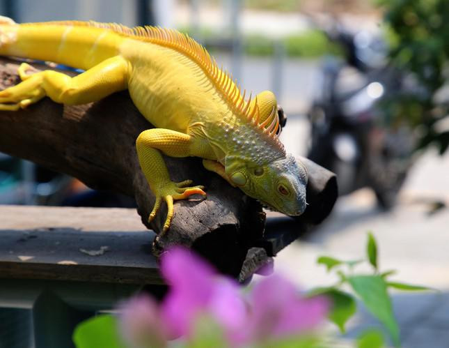 Hiện anh Đạt nhân giống bán những dòng phổ thông như Hypo, Abino, Green, Red… Trong đó, dòng Green, Red được bán số lượng nhiều nhất bởi hợp túi tiền của người chơi. Đối với rồng con nuôi từ 2 tuần tuổi có thể bán giống, giá dao động từ 500.000 đến hơn 2 triệu đồng/con (tuỳ loại).