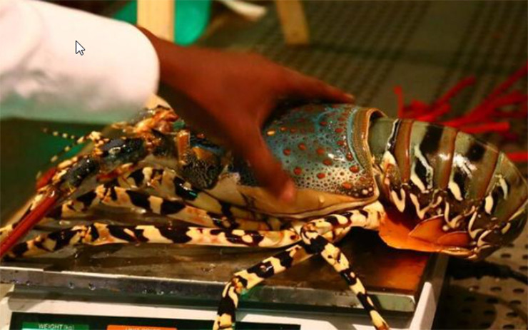 Can canh khu cho ban hai san kich thuoc “khung”, gia re nhu rau gay bat ngo-Hinh-6