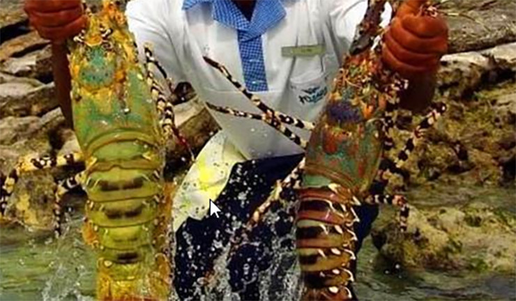 Can canh khu cho ban hai san kich thuoc “khung”, gia re nhu rau gay bat ngo-Hinh-5