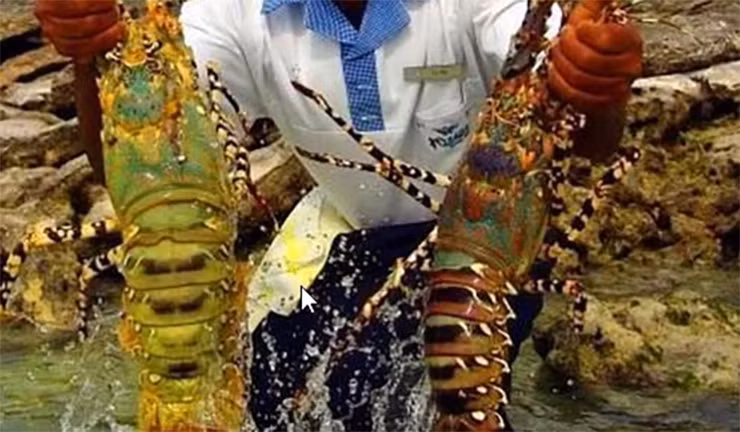 Can canh khu cho ban hai san kich thuoc “khung”, gia re nhu rau gay bat ngo-Hinh-5