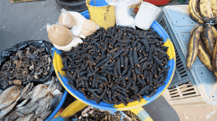 Can canh khu cho ban hai san kich thuoc “khung”, gia re nhu rau gay bat ngo-Hinh-12