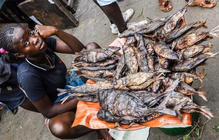 Can canh khu cho ban hai san kich thuoc “khung”, gia re nhu rau gay bat ngo-Hinh-8