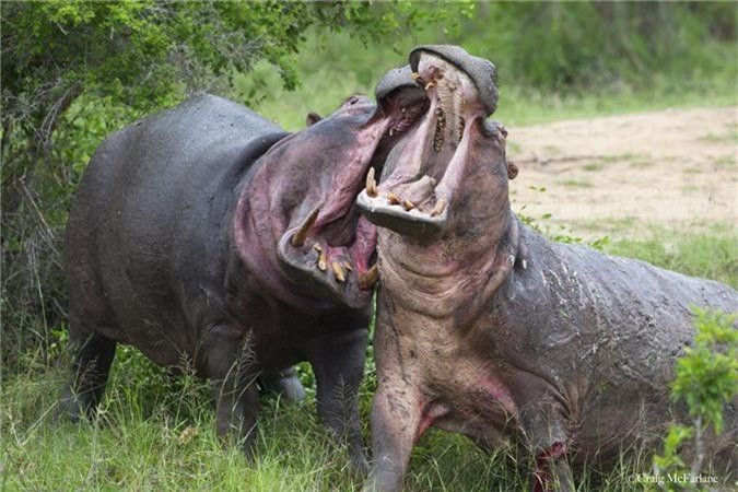 Hà mã là một trong những con vật nguy hiểm nhất ở châu Phi. Loài này có tính lãnh thổ cao nên rất ghét bị làm phiền. Nhiều trường hợp từng ghi nhận hà mã tấn công thuyền của con người vì nhỡ đi vào lãnh thổ chúng chiếm lĩnh.