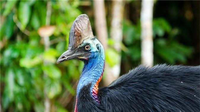 Đà điểu đầu mào có thể xem là loài chim nguy hiểm nhất thế giới. Dù có cánh, đà điểu đầu mào chỉ có thể chạy chứ không có khả năng bay. Chân chúng có một chiếc móng sắc như dao, dài 12 cm. Nếu bị kích động, đà điểu sẽ giở võ "2 chân 2 dao" rất nguy hiểm. Đòn đánh của chúng dễ dàng làm gãy xương người. Năm 2007, đà điểu đầu mào được xét là "loài chim nguy hiểm nhất thế giới" trong sách kỷ lục Guinness. Ảnh: Mental Fross.